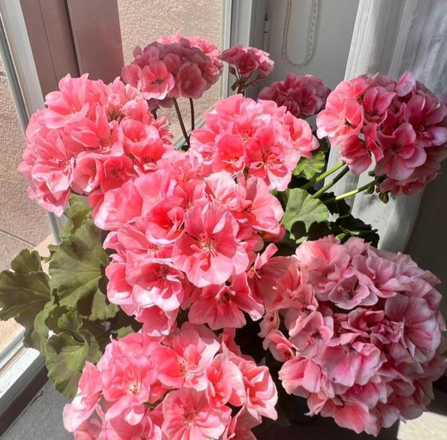 养花10年，我建议你“穷养”这10种花，适度“饥渴”长得更旺盛