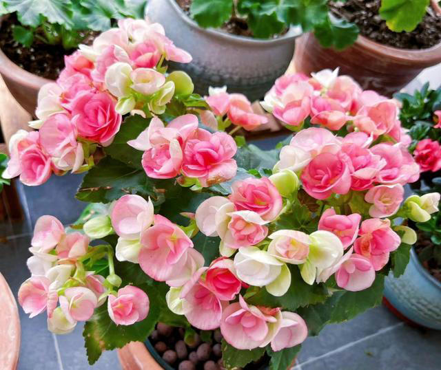 养花10年，我建议你“穷养”这10种花，适度“饥渴”长得更旺盛