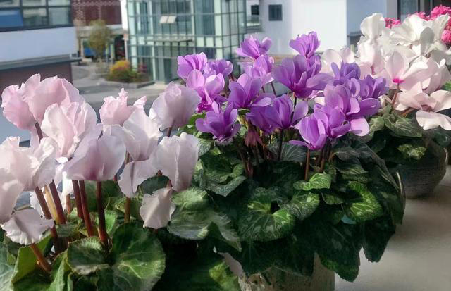 养花10年，我建议你“穷养”这10种花，适度“饥渴”长得更旺盛