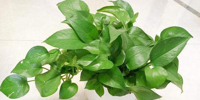 10种超易养花卉，零经验也能轻松打造家中小花园