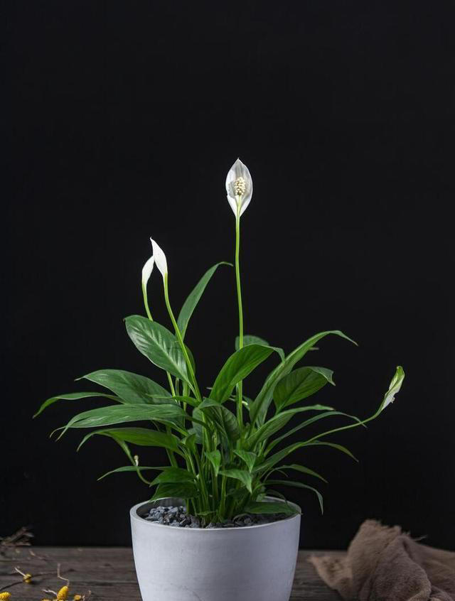 10种超易养花卉，零经验也能轻松打造家中小花园