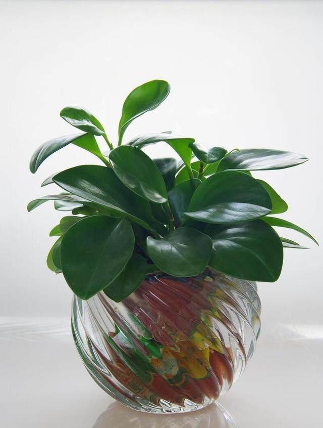 10种超易养花卉，零经验也能轻松打造家中小花园