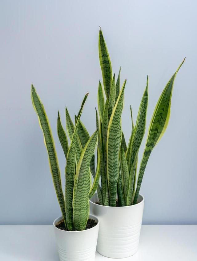 10种超易养花卉，零经验也能轻松打造家中小花园