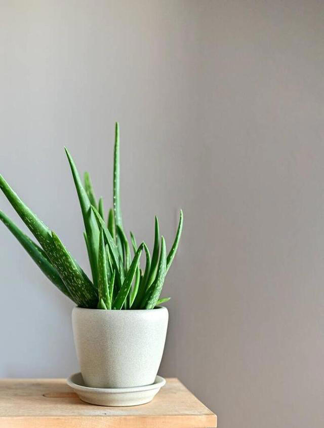 10种超易养花卉，零经验也能轻松打造家中小花园