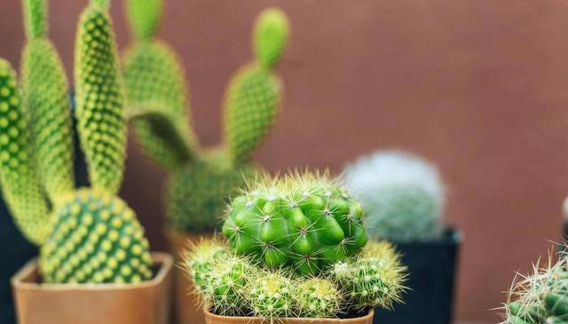 10种超易养花卉，零经验也能轻松打造家中小花园