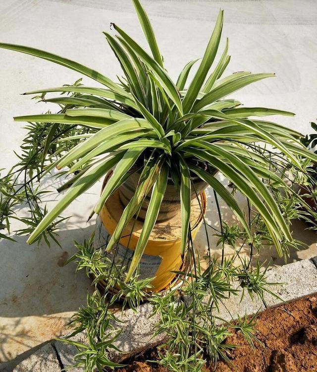 10种超易养花卉，零经验也能轻松打造家中小花园