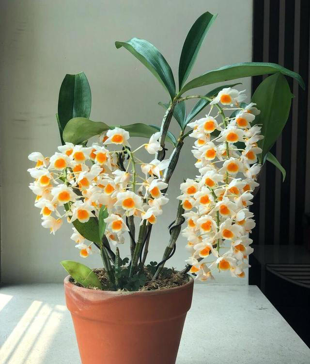 10种超易养花卉，零经验也能轻松打造家中小花园