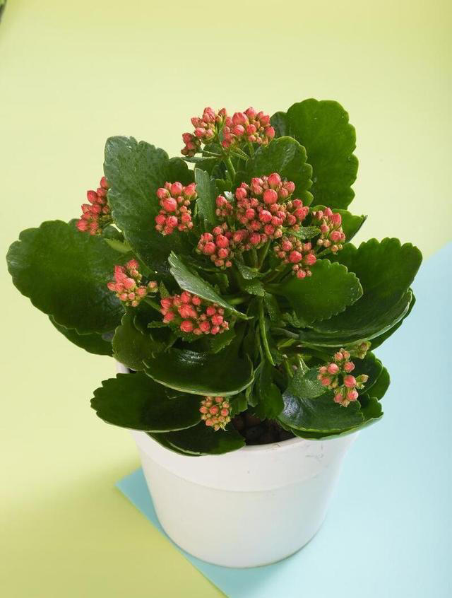 10种超易养花卉，零经验也能轻松打造家中小花园