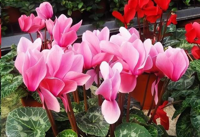 盘点6款“高性价比”花，多季节有花赏，越养长势越旺盛