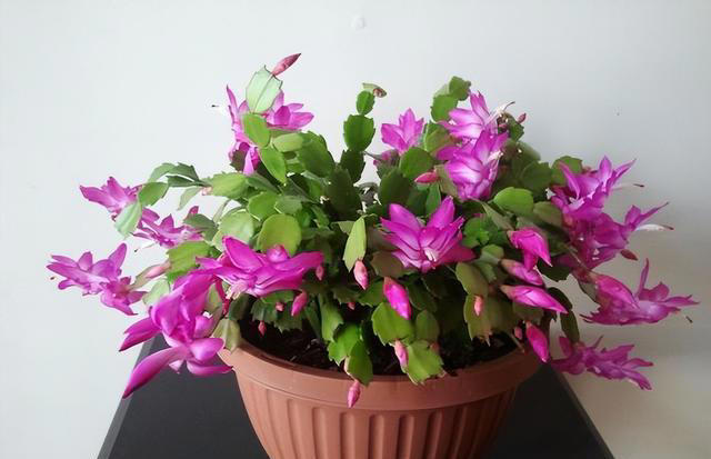 盘点6款“高性价比”花，多季节有花赏，越养长势越旺盛