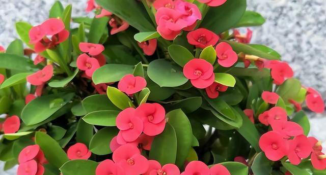 盘点6款“高性价比”花，多季节有花赏，越养长势越旺盛