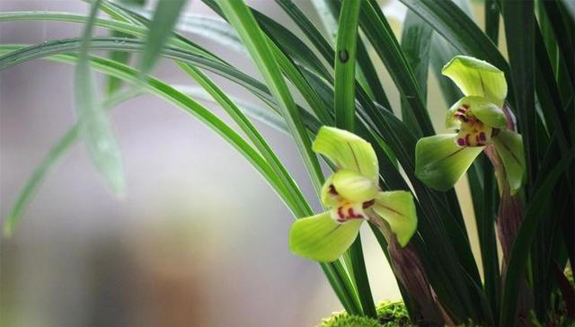 盘点6款“高性价比”花，多季节有花赏，越养长势越旺盛