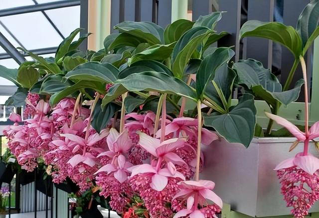 盘点6款“高性价比”花，多季节有花赏，越养长势越旺盛