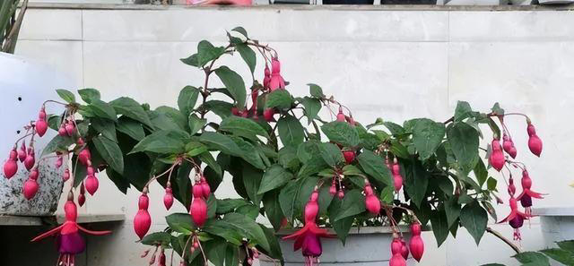 适合新手的5种长寿花，皮实好养爱开花，多季节有花赏