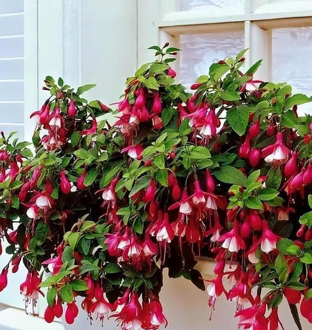 适合新手的5种长寿花，皮实好养爱开花，多季节有花赏