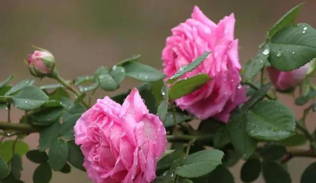 适合新手的5种长寿花，皮实好养爱开花，多季节有花赏