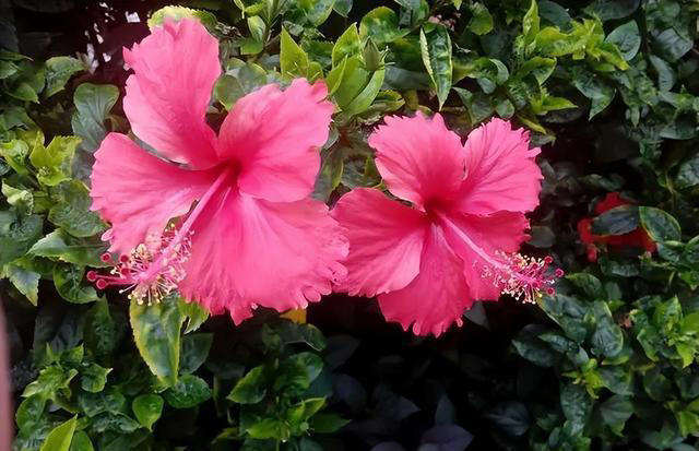 适合新手的5种长寿花，皮实好养爱开花，多季节有花赏