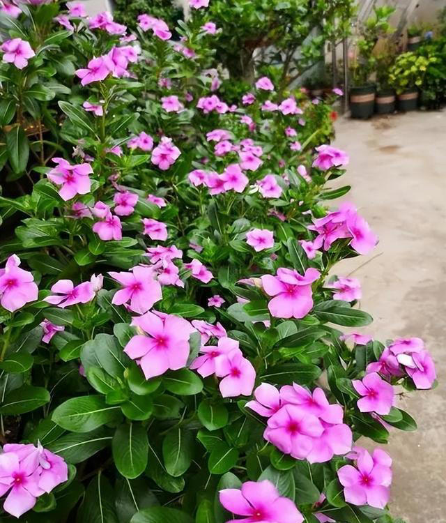 适合新手的5种长寿花，皮实好养爱开花，多季节有花赏