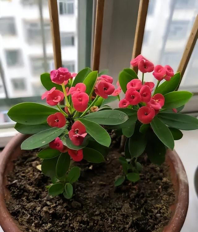 适合新手的5种长寿花，皮实好养爱开花，多季节有花赏