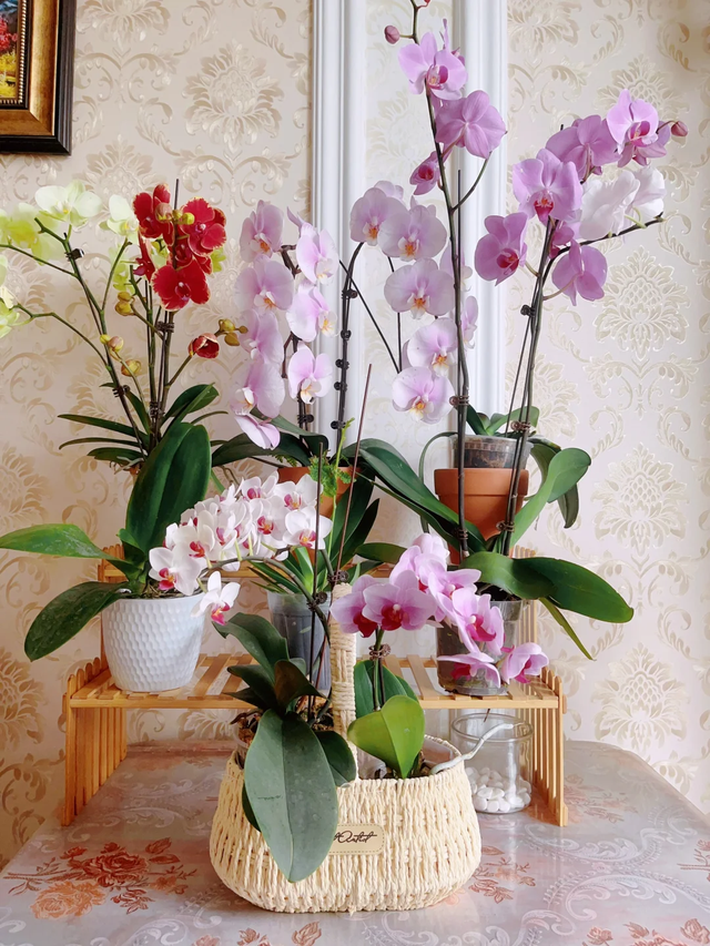 养花10年悟了，养花在精不在多，只养1种更开心