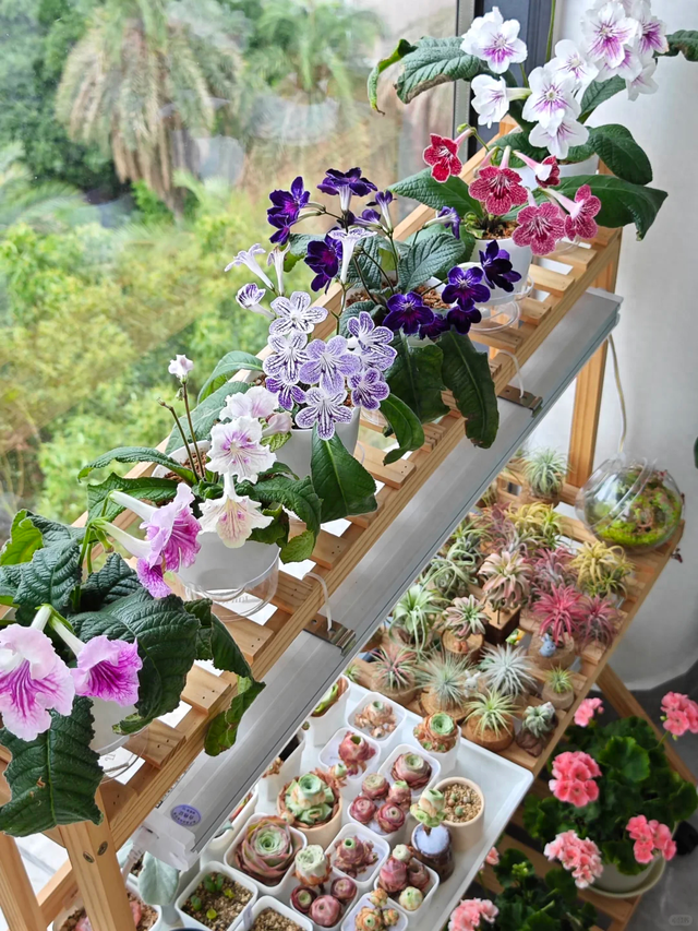 养花10年悟了，养花在精不在多，只养1种更开心