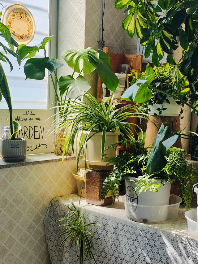 养花10年悟了，养花在精不在多，只养1种更开心