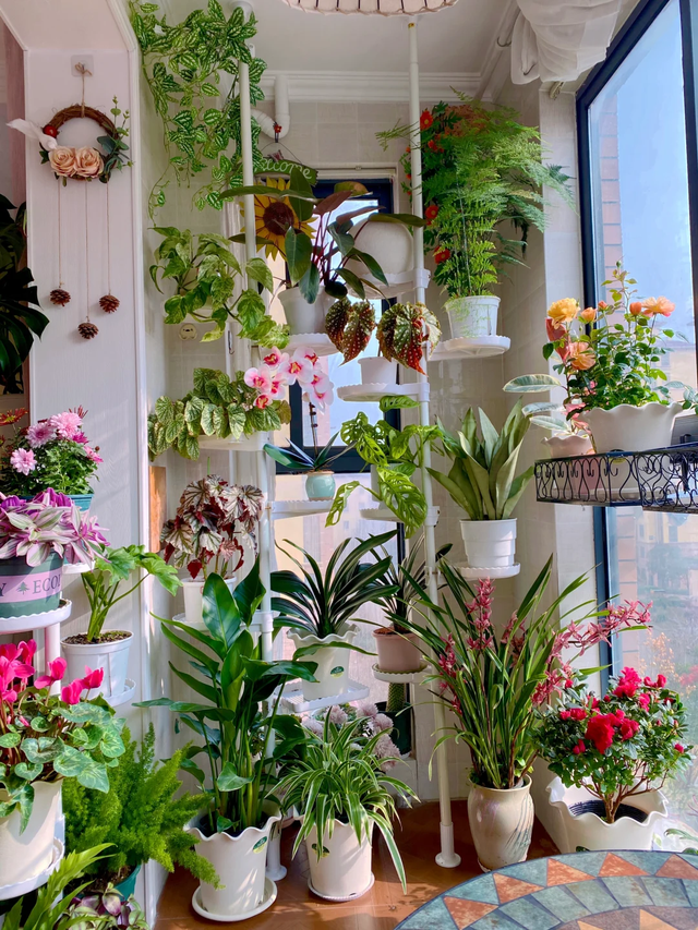 养花10年悟了，养花在精不在多，只养1种更开心