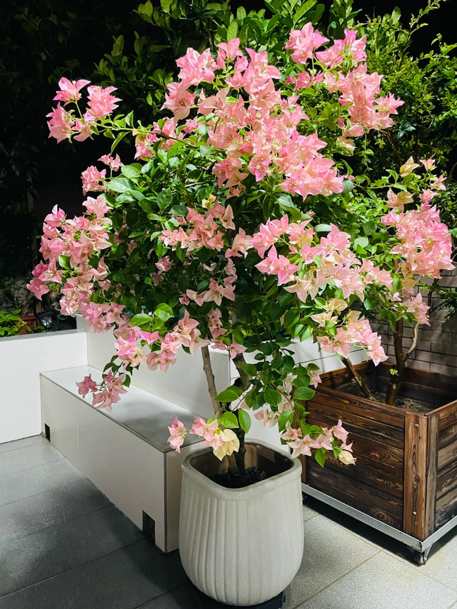 养花10年悟了，养花在精不在多，只养1种更开心