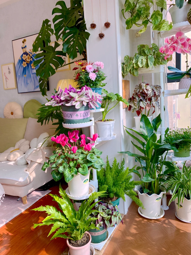 养花10年悟了，养花在精不在多，只养1种更开心