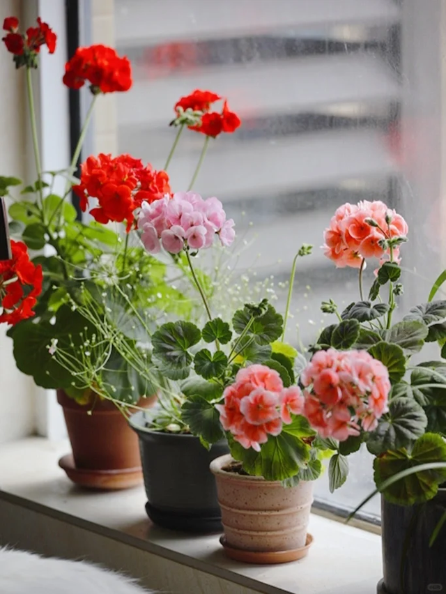 养花10年悟了，养花在精不在多，只养1种更开心