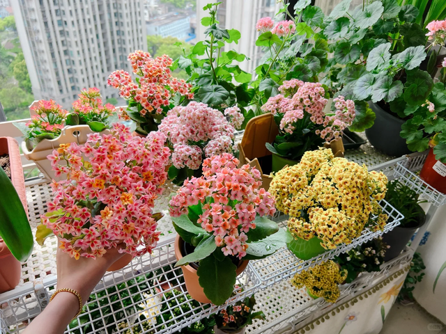 养花10年悟了，养花在精不在多，只养1种更开心