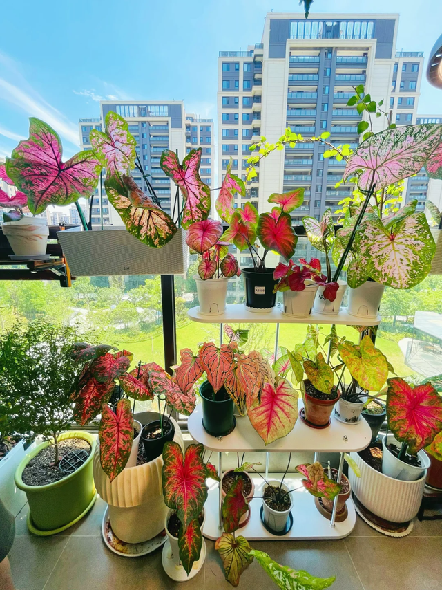 养花10年悟了，养花在精不在多，只养1种更开心