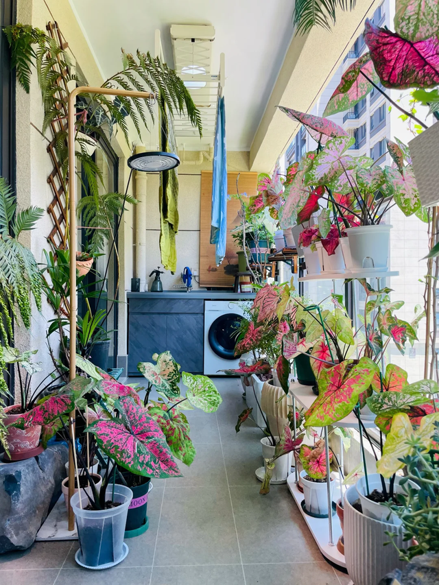 养花10年悟了，养花在精不在多，只养1种更开心