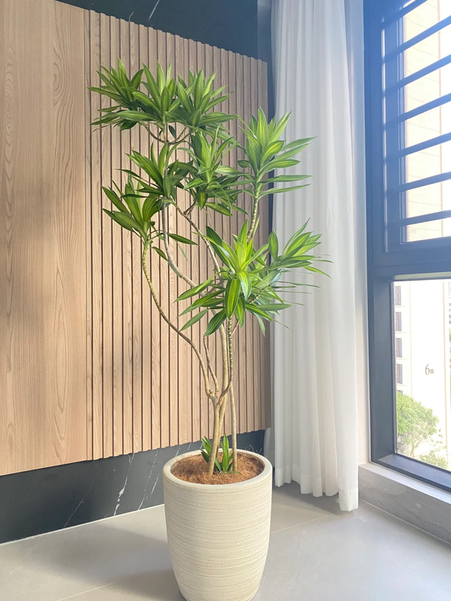 养花10年悟了，养花在精不在多，只养1种更开心