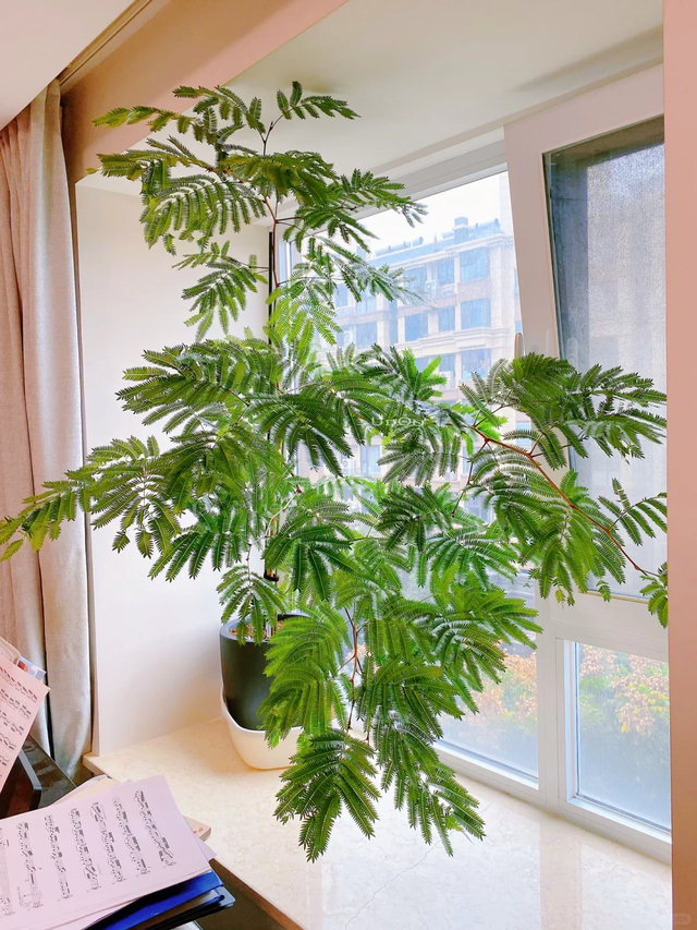 养花10年悟了，养花在精不在多，只养1种更开心