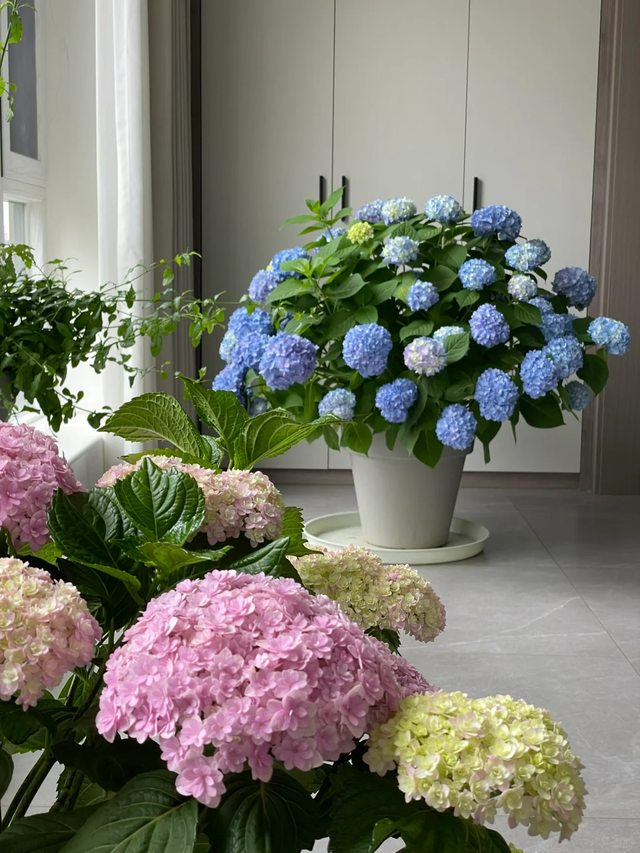 养花10年悟了，养花在精不在多，只养1种更开心