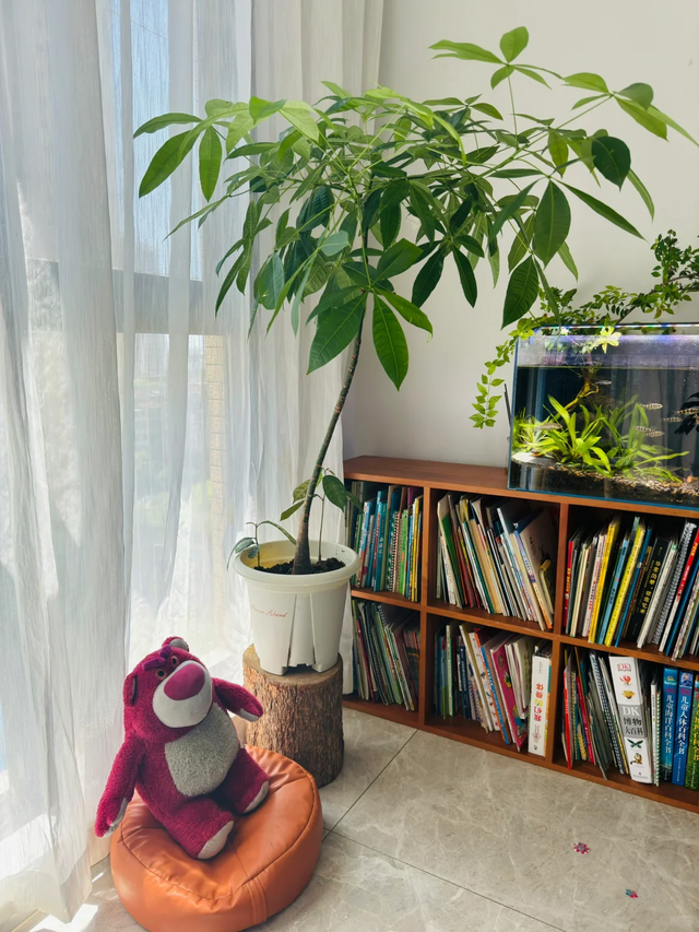 发财树不止“吸毒气”，这样养客人舍不得走，太治愈！