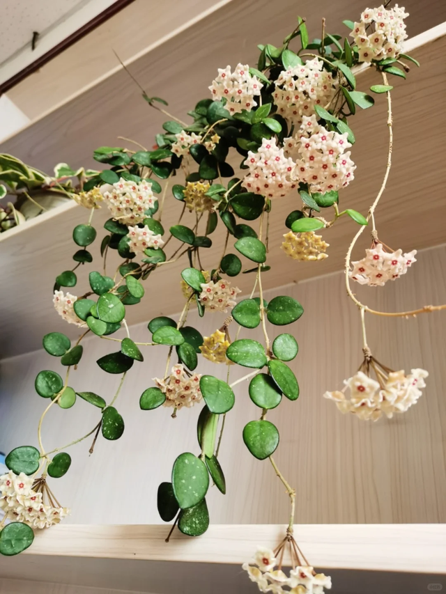 养花10年悟了，养花在精不在多，只养1种更开心