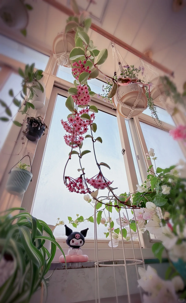 养花10年悟了，养花在精不在多，只养1种更开心