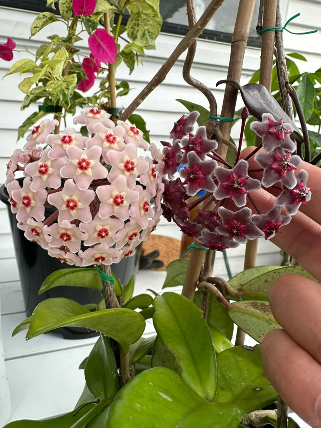 养花10年悟了，养花在精不在多，只养1种更开心