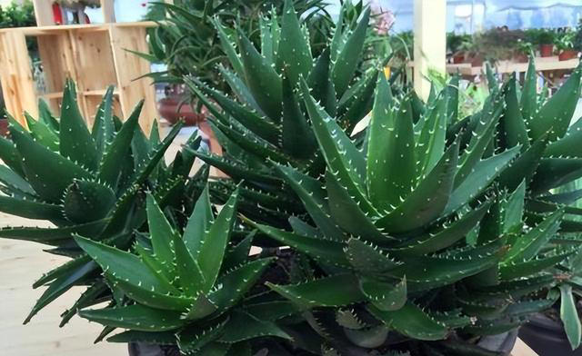 盘点五款高颜值盆栽，抗病性强不生病，新手也能养出好状态