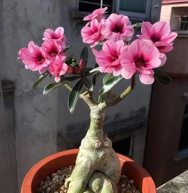 盘点五款高颜值盆栽，抗病性强不生病，新手也能养出好状态