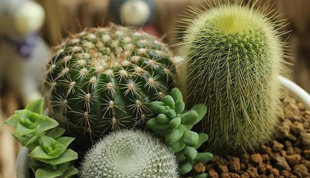 盘点五款高颜值盆栽，抗病性强不生病，新手也能养出好状态