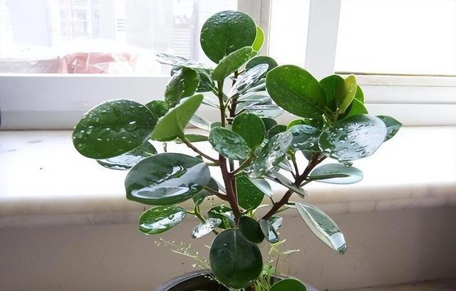 盘点五款高颜值盆栽，抗病性强不生病，新手也能养出好状态