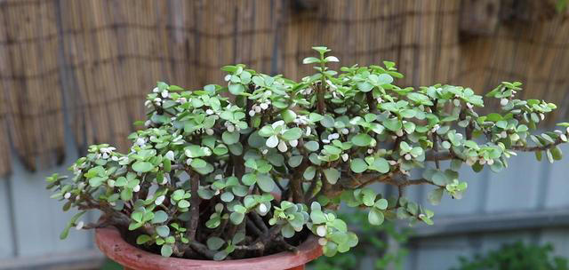 盘点五款高颜值盆栽，抗病性强不生病，新手也能养出好状态