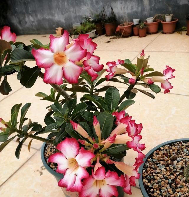 如何养沙漠玫瑰？8成颗粒养，1个月1次水，不烂根，开花多