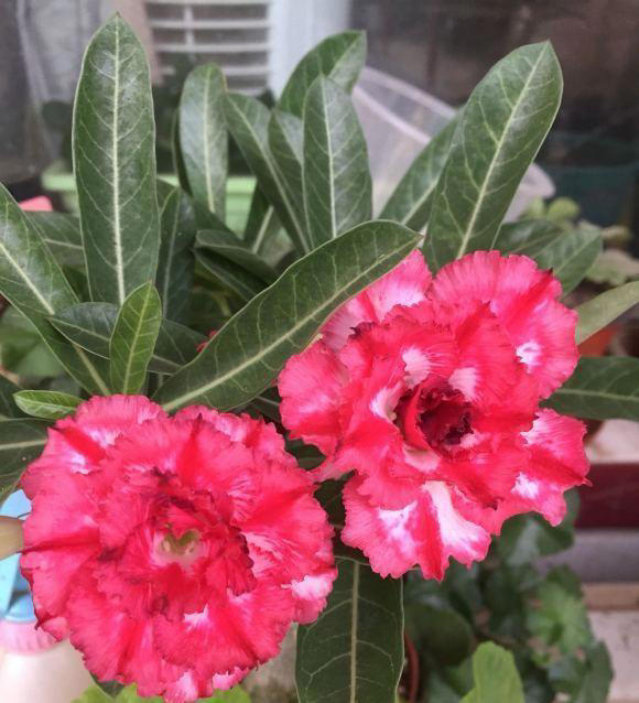 如何养沙漠玫瑰？8成颗粒养，1个月1次水，不烂根，开花多