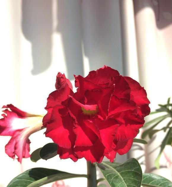 如何养沙漠玫瑰？8成颗粒养，1个月1次水，不烂根，开花多