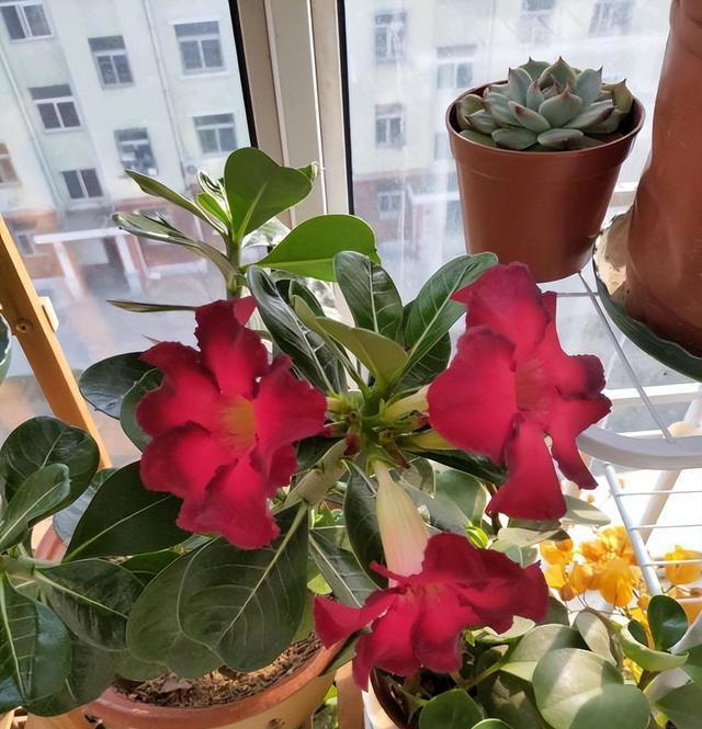 如何养沙漠玫瑰？8成颗粒养，1个月1次水，不烂根，开花多