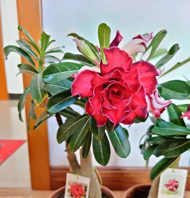 如何养沙漠玫瑰？8成颗粒养，1个月1次水，不烂根，开花多